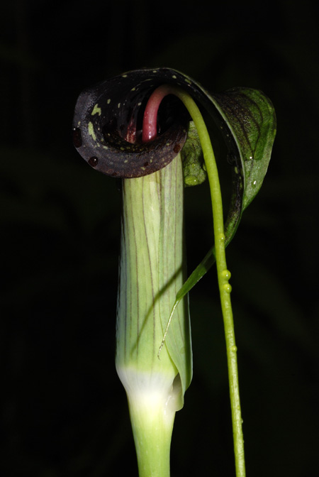 Arisaema umbrinum