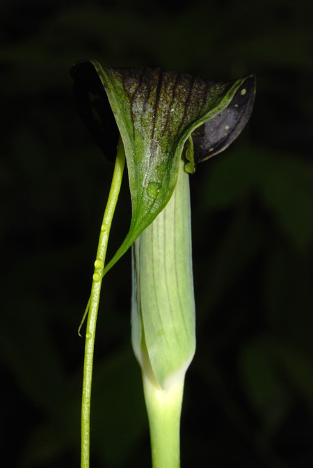 Arisaema umbrinum