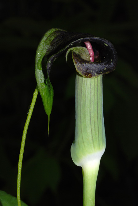 Arisaema umbrinum