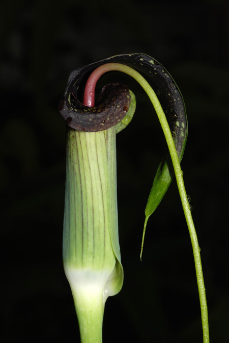 Arisaema umbrinum