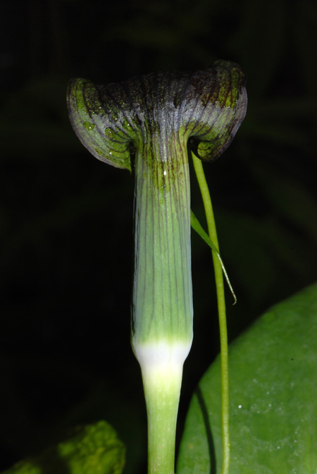 Arisaema umbrinum
