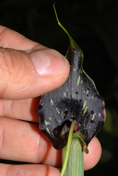 Arisaema umbrinum