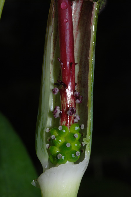 Arisaema umbrinum