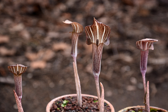 Arisaema undulatifolium