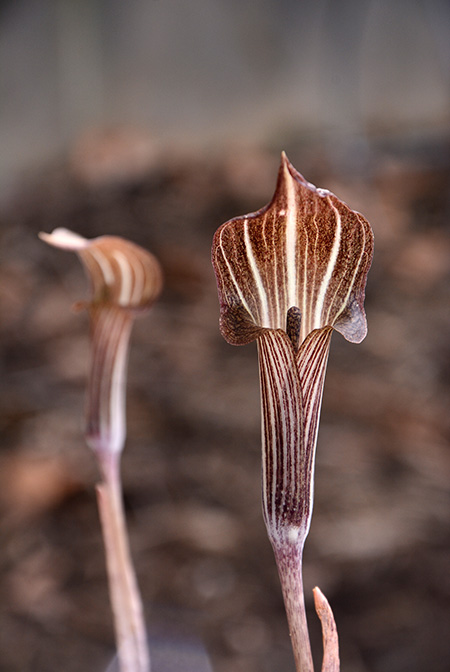 Arisaema undulatifolium
