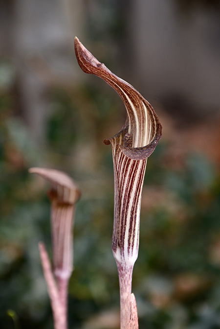 Arisaema undulatifolium