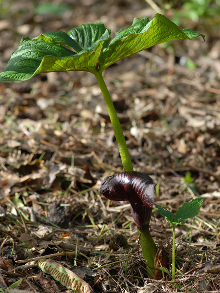 Arisaema utile