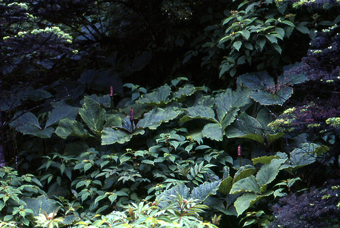 Arisaema wilsonii