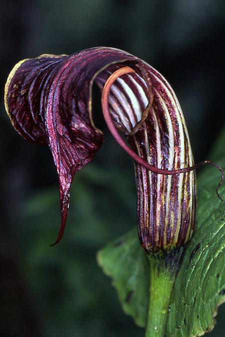 Arisaema wilsonii