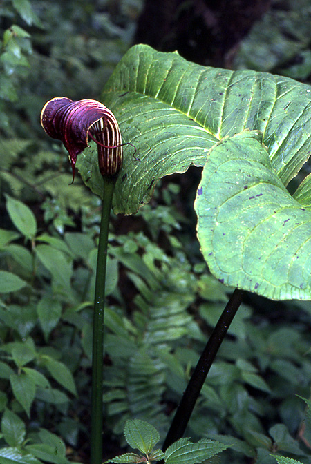 Arisaema wilsonii