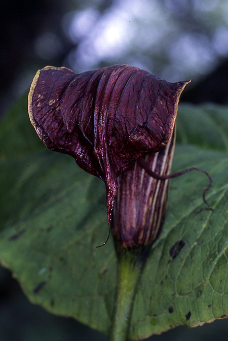 Arisaema wilsonii