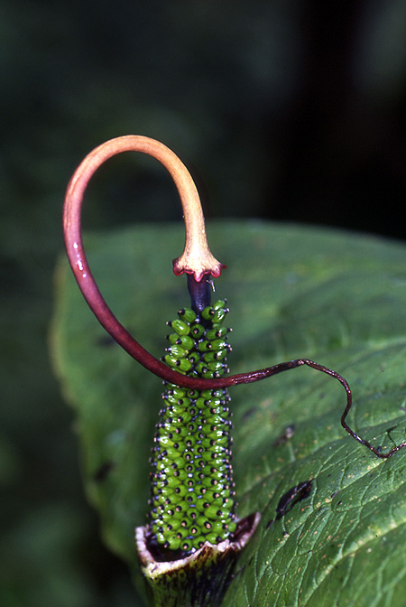 Arisaema wilsonii