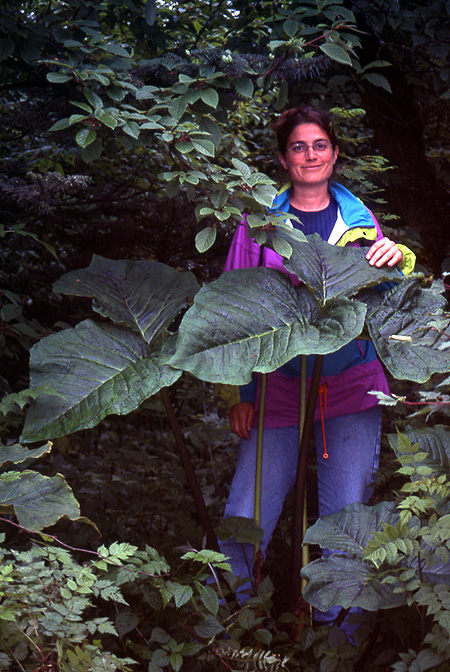 Arisaema wilsonii