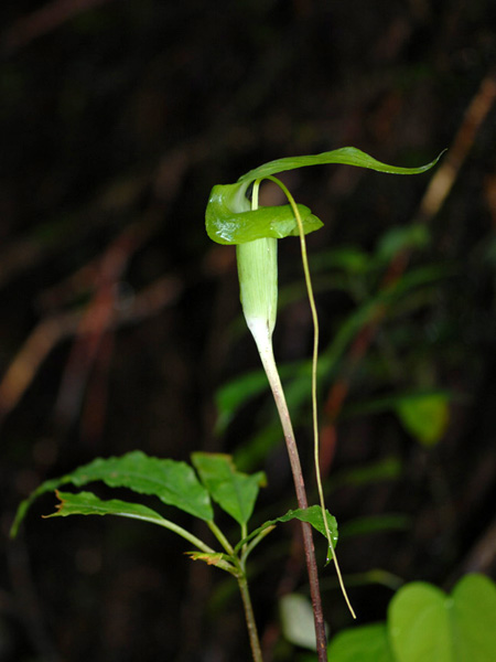 Arisaema wrayi
