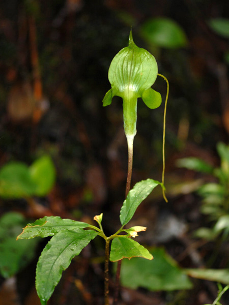 Arisaema wrayi
