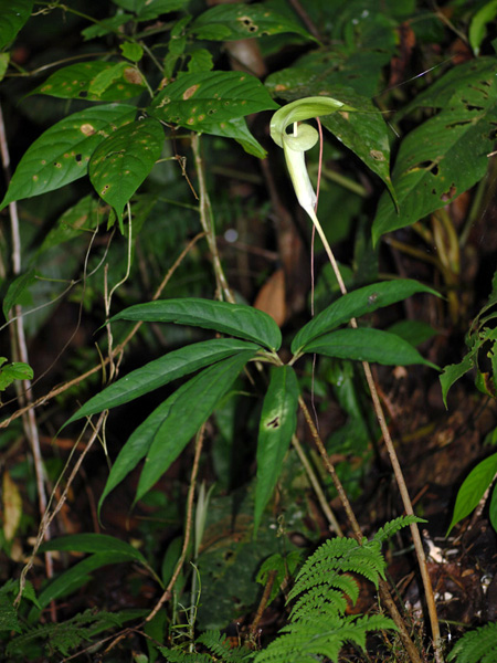 Arisaema wrayi
