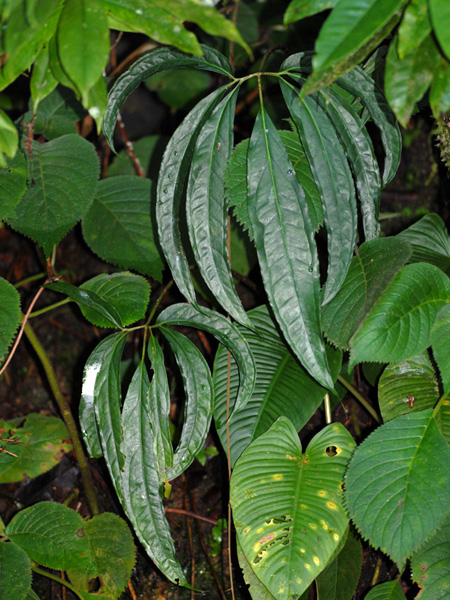 Arisaema wrayi