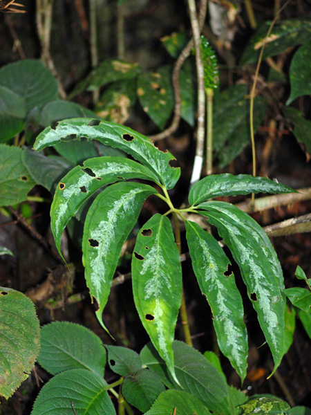 Arisaema wrayi