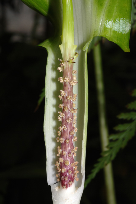 Arisaema wrayi