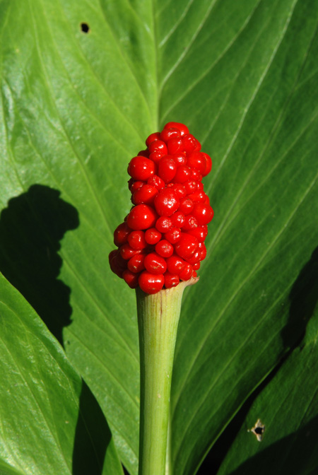 Arisaema yunnanense