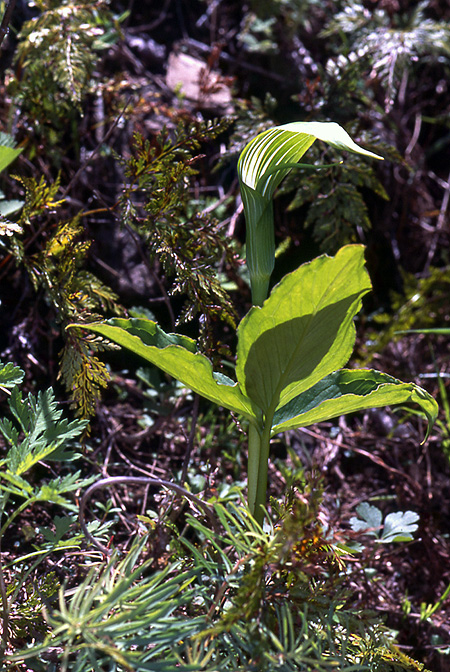Arisaema yunnanense