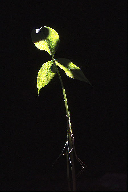 Arisaema yunnanense
