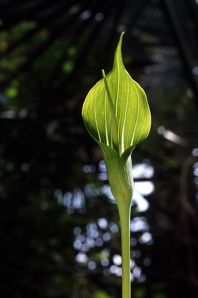 Arisaema yunnanense