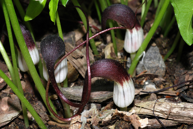 Arisarum proboscideum
