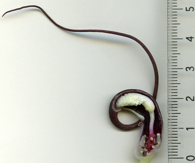 Arisarum proboscideum