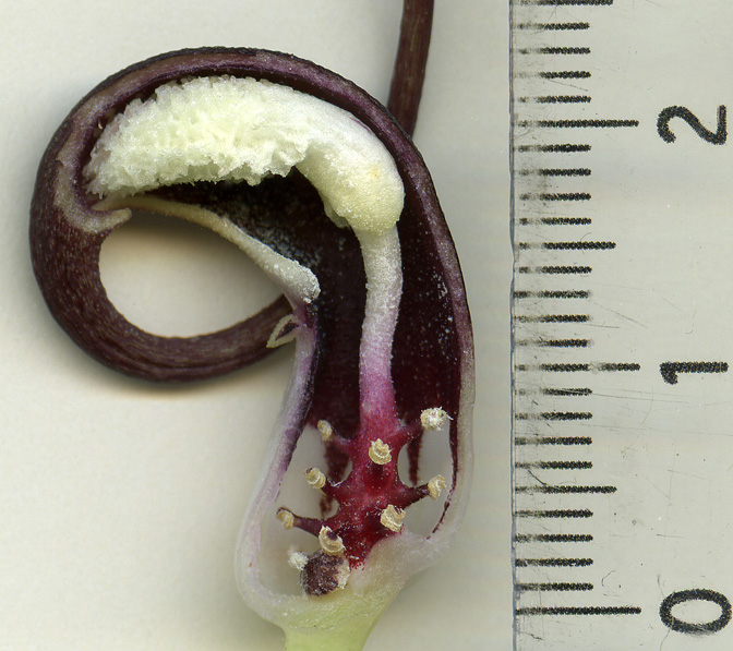 Arisarum proboscideum