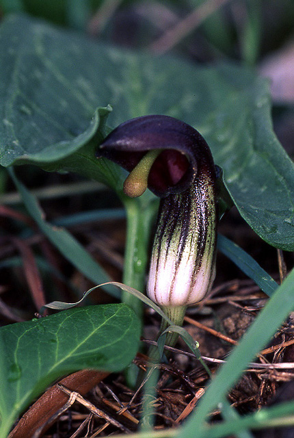 Arisarum simorrhinum