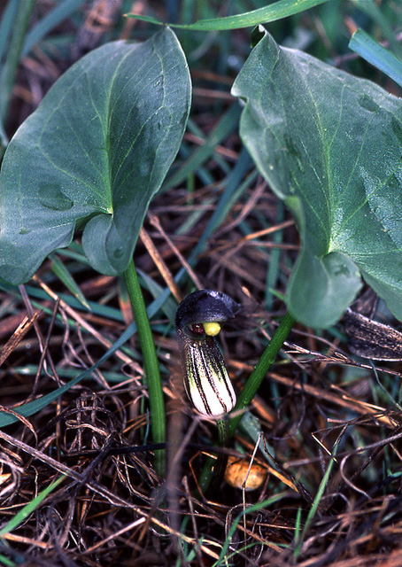 Arisarum simorrhinum