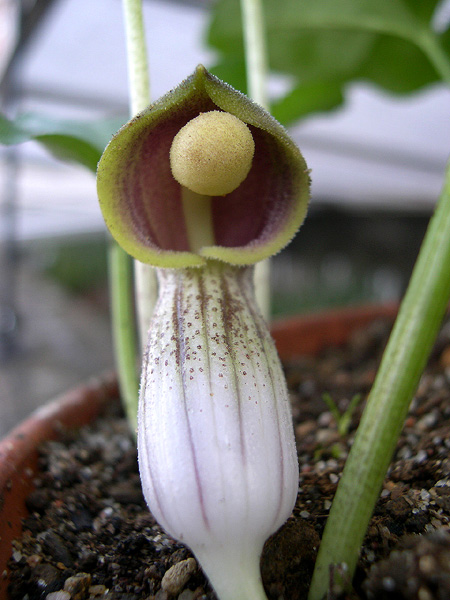 Arisarum simorrhinum