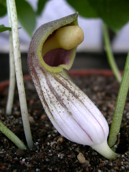 Arisarum simorrhinum