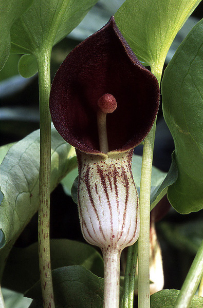 Arisarum simorrhinum