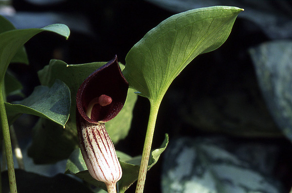 Arisarum simorrhinum