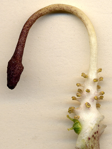 Arisarum simorrhinum