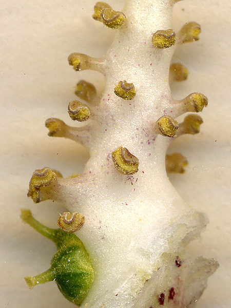 Arisarum simorrhinum