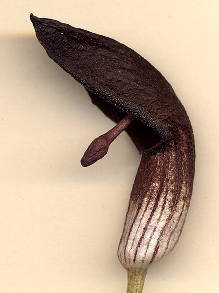 Arisarum simorrhinum