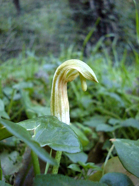 Arisarum vulgare