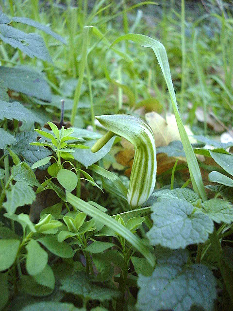 Arisarum vulgare