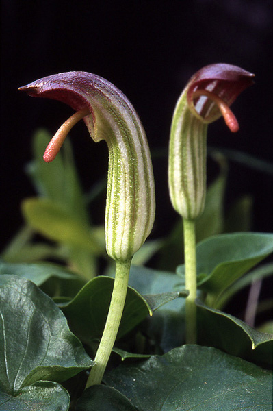 Arisarum vulgare