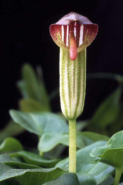 Arisarum vulgare
