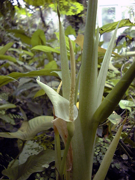 Arophyton buchetii