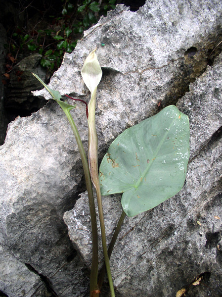 Arophyton crassifolium