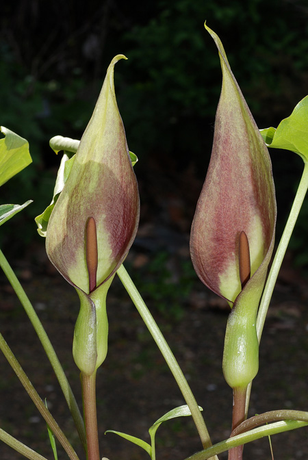 Arum balansanum
