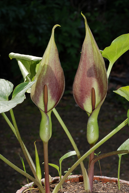 Arum balansanum