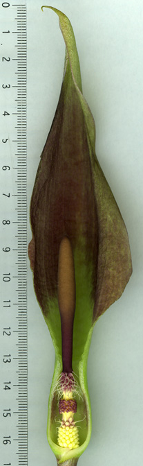 Arum balansanum