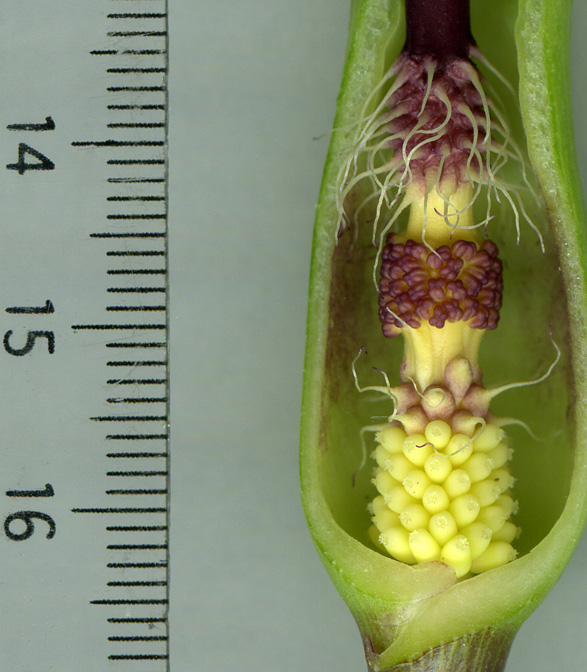 Arum balansanum