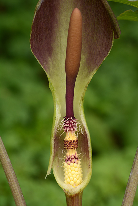 Arum balansanum
